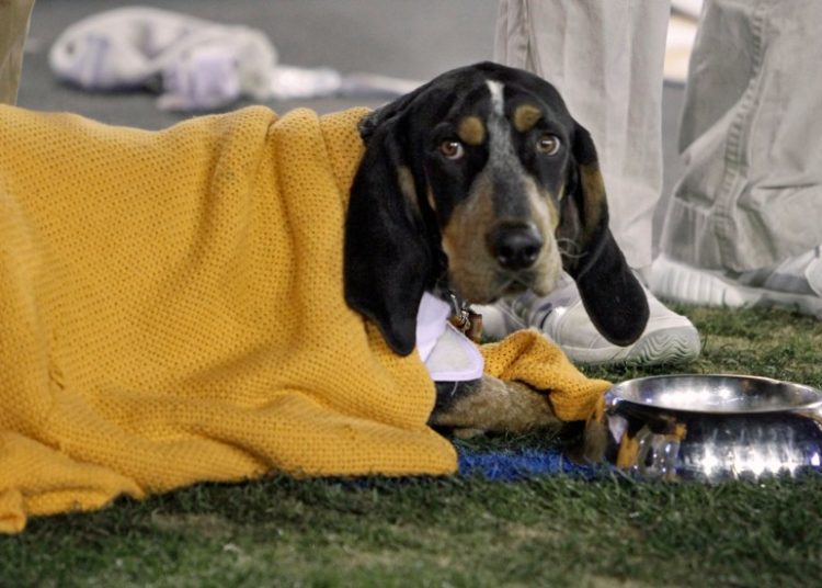 Retired UT mascot Smokey X diagnosed with cancer