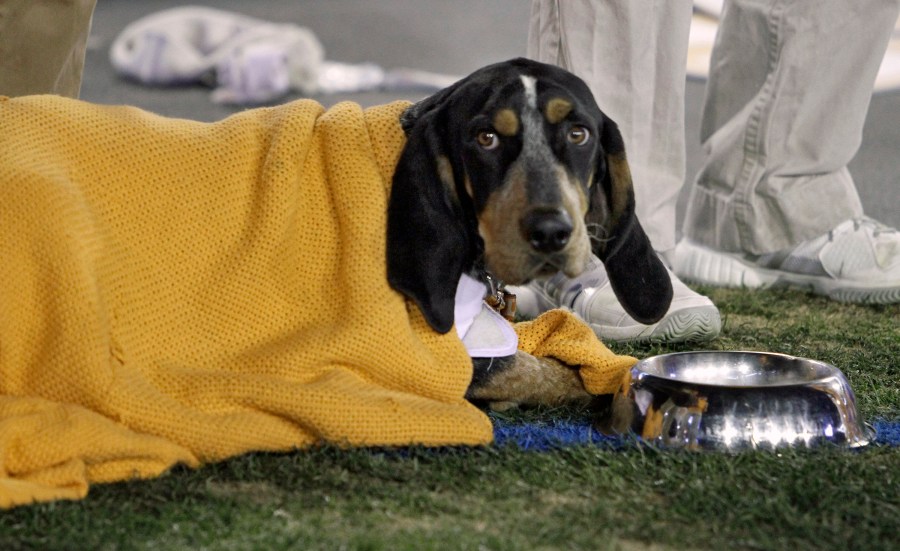 Retired UT mascot Smokey X diagnosed with cancer