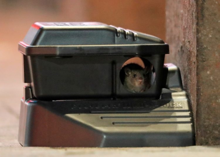 Rodents, sewage, and more: Why L.A. County health officials closed these restaurants