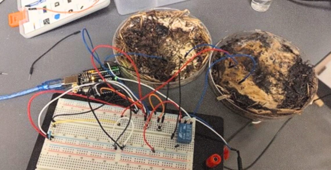 Scientists Built a Computer Out of Shiitake Mushrooms—and It Works