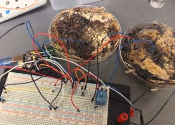 Scientists Built a Computer Out of Shiitake Mushrooms—and It Works