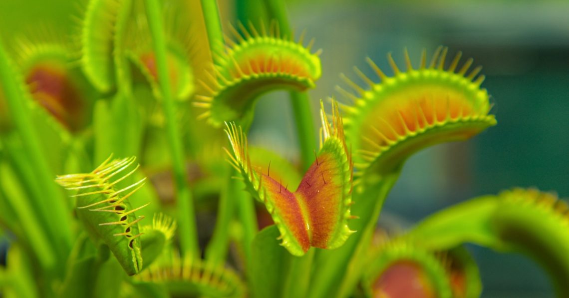 Scientists Discovered How Venus Flytraps Know When to Close Their Mouths