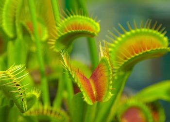 Scientists Discovered How Venus Flytraps Know When to Close Their Mouths