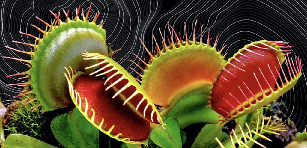 Venus Flytraps Have Magnetic Fields Like the Human Brain