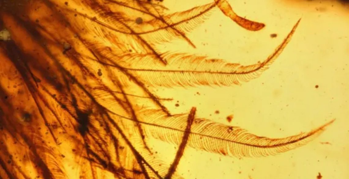 Scientists Found a Dinosaur Tail in Amber That Almost Became Jewelry