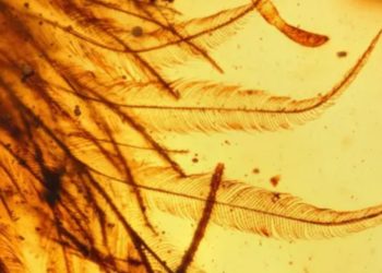 Scientists Found a Dinosaur Tail in Amber That Almost Became Jewelry