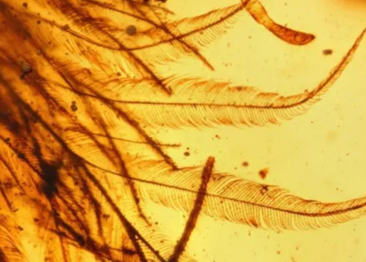 Scientists Found a Dinosaur Tail in Amber That Almost Became Jewelry