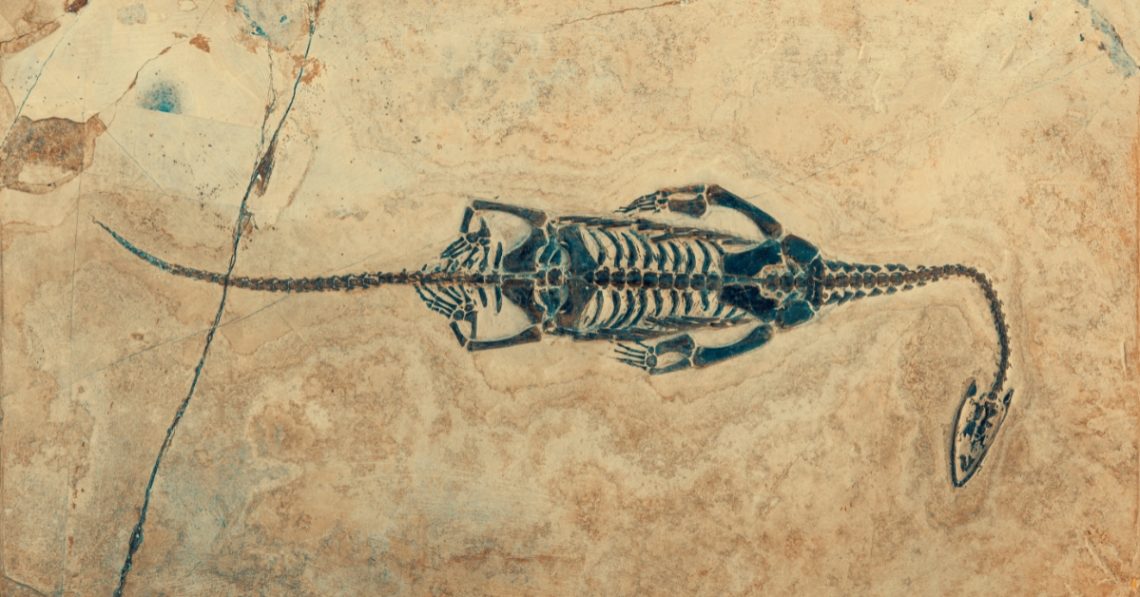 Scientists Just Discovered What the Earliest Animals Actually Looked Like