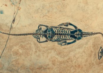 Scientists Just Discovered What the Earliest Animals Actually Looked Like