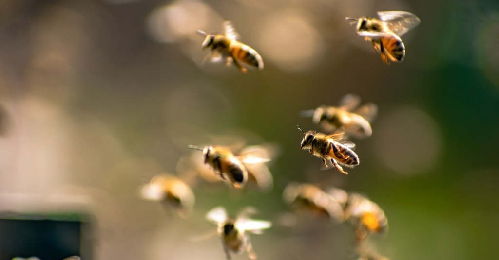 new-cyborg-bees-operate-like-rc-cars-thanks-to-tiny-brain-controllers
