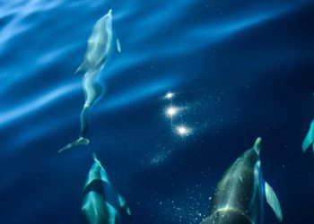 Scientists Think Climate Change Is Causing Alzheimer’s-Like Brain Damage in Dolphins