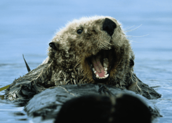 Sea Otters Are Stealing Surfboards at an Alarming Rate