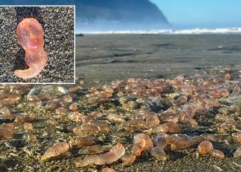 Sea cucumbers wash ashore by the thousands in coastal Oregon town