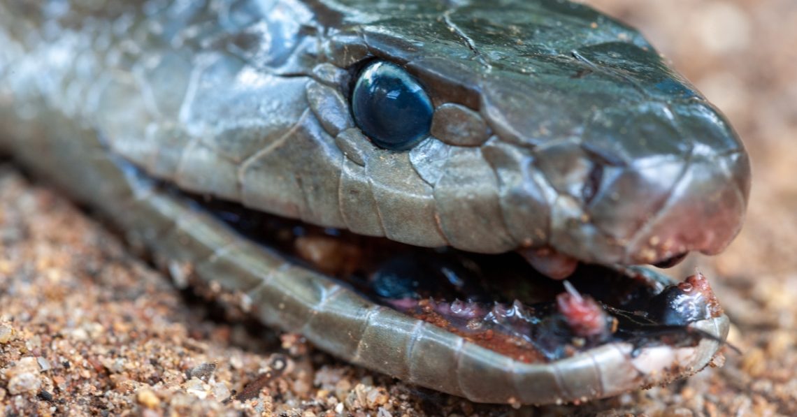 Snake Bites Suck. Mamba Bites Are Worse.