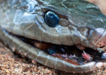 Snake Bites Suck. Mamba Bites Are Worse.