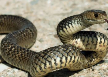Snake Pee Might Hold the Secret to Curing Gout