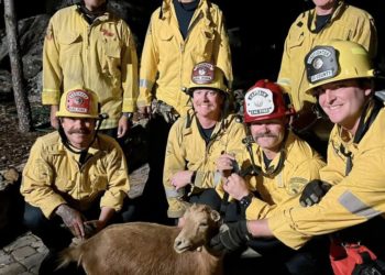 SoCal firefighters rescue goat from baaaad situation trapped between giant boulders