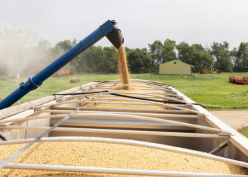 Soybean Farmers Find Relief in U.S. Trade Truce With China