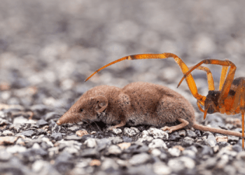 Spider Spotted Eating a Shrew, and the Video Is Haunting