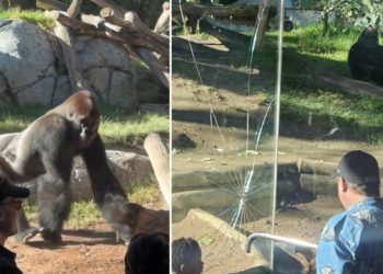 Startling video captures gorilla smashing glass wall of San Diego Zoo enclosure