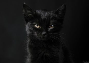 Superstition, witches, Halloween: Black cats and their many meanings
