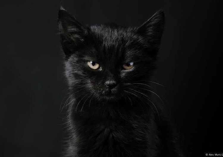 Superstition, witches, Halloween: Black cats and their many meanings