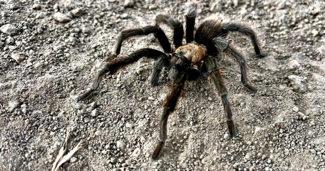 Tarantula mating season is in full swing. Not everyone comes out alive