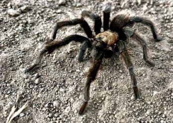 Tarantula mating season is in full swing. Not everyone comes out alive