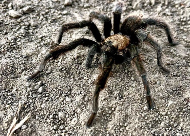 Tarantula mating season is in full swing. Not everyone comes out alive