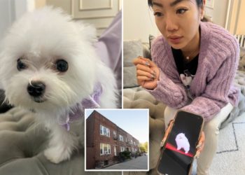 The Post goes undercover: Queens pet store selling Asian-bred pups for up to $38K despite NY sale ban