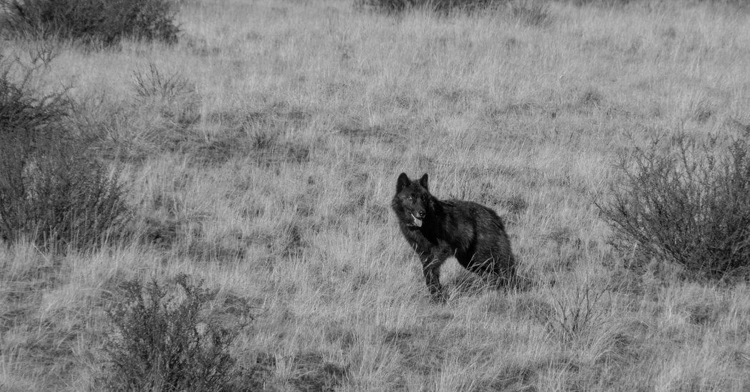 The Reality of Living With Wolves, Bears and Mountain Lions