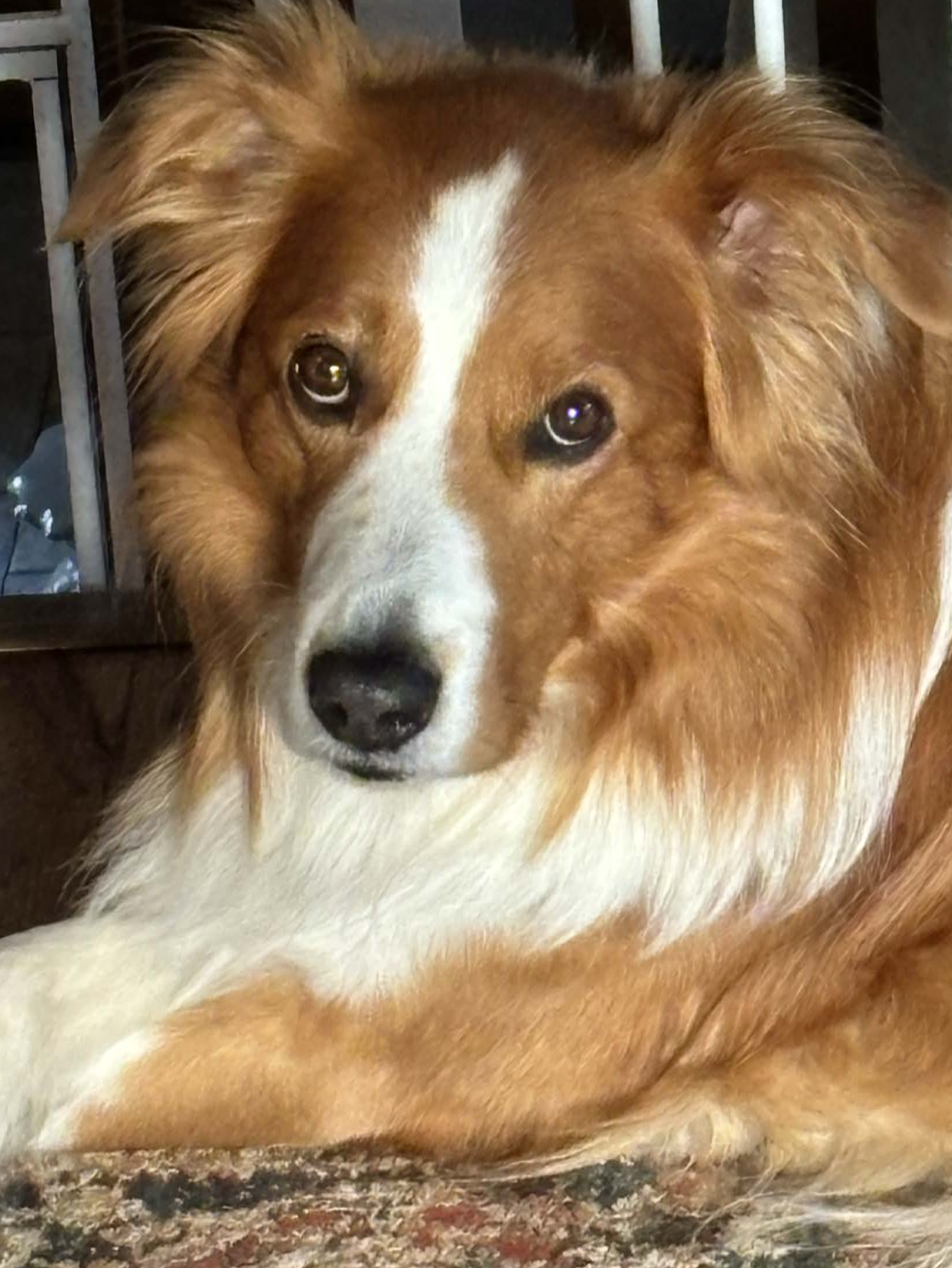 dog staring at camera