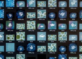 The challenge of creating brains in a lab