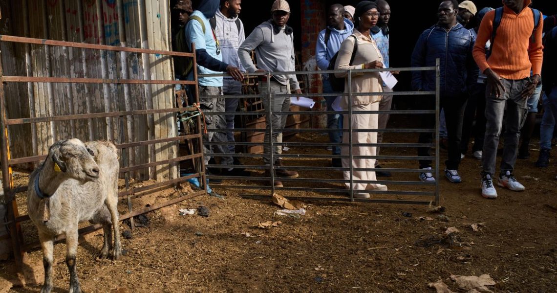 The new shepherds of Spain: African migrants take up a neglected rural trade