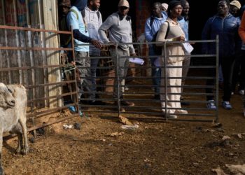 The new shepherds of Spain: African migrants take up a neglected rural trade
