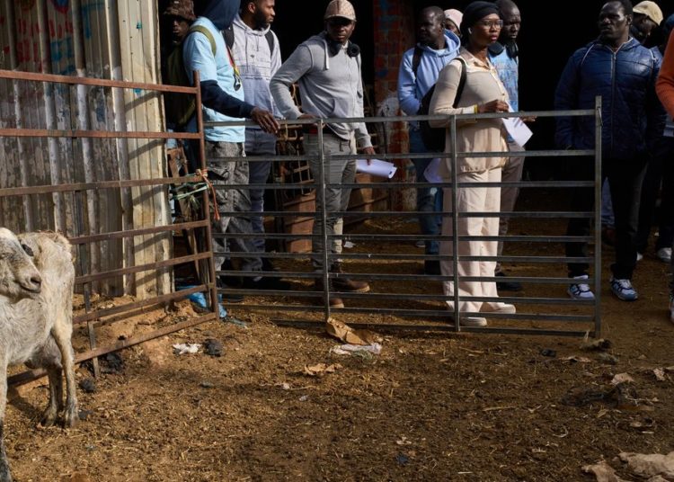 The new shepherds of Spain: African migrants take up a neglected rural trade