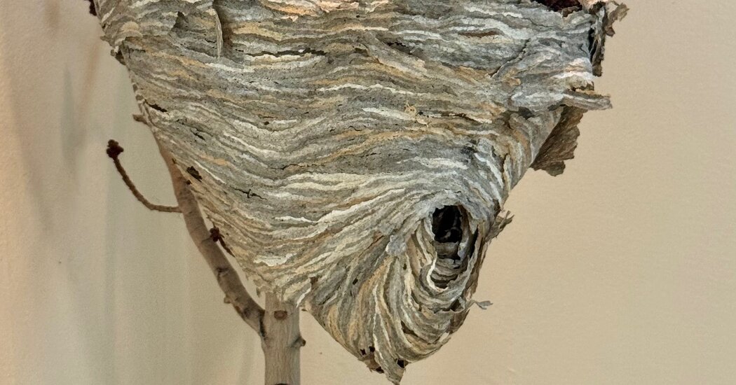 There’s a Wasp Nest in the Living Room. On Purpose.