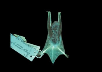 These North American Bat Species Glow in the Dark