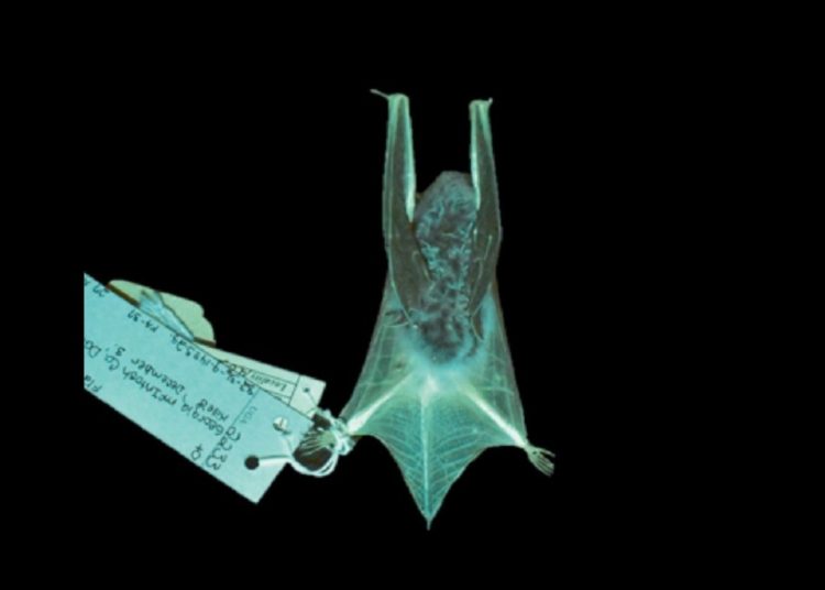 These North American Bat Species Glow in the Dark