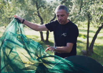 They’re Rescuing Olive Trees, for Much More Than the Oil