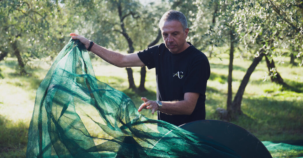 They’re Rescuing Olive Trees, for Much More Than the Oil