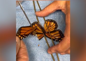 This Butterfly Got a Life-Saving Wing Transplant, and the Video Is Just as Wild as You Think