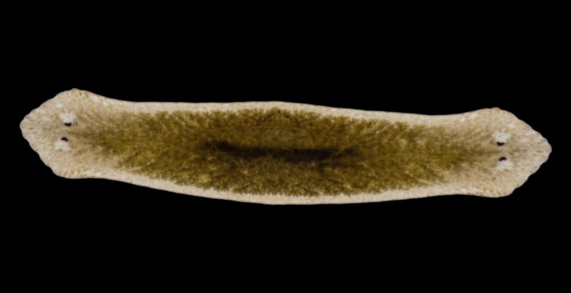 This Freaky Worm Can Clone Itself—and Sometimes Grows 2 Heads