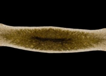 This Freaky Worm Can Clone Itself—and Sometimes Grows 2 Heads