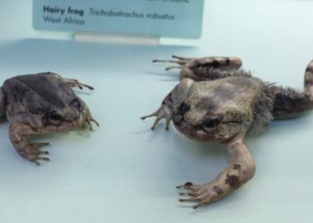 This Frog Breaks Its Own Bones to Get Wolverine Claws