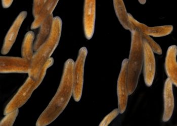 This Tiny Worm May Be the Key to Human Limb Regeneration