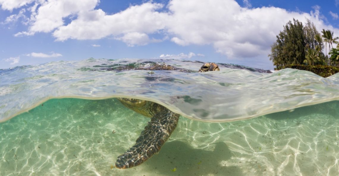 This beloved animal is back from the brink of extinction — with one big caveat