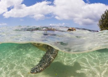 This beloved animal is back from the brink of extinction — with one big caveat