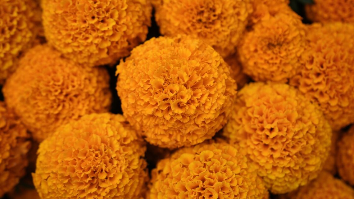 This orange flower cloaks Mexico during Day of the Dead. Climate change is putting it at risk