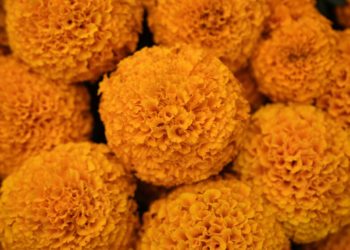 This orange flower cloaks Mexico during Day of the Dead. Climate change is putting it at risk